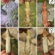 Diversas lagartijas
