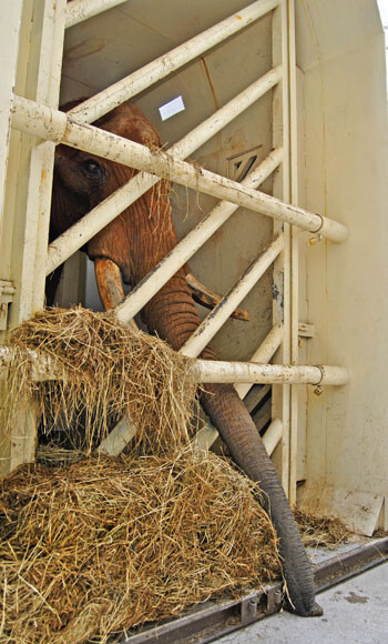 El elefante Pambo acaba de llegar a Bioparc Valencia