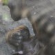 El primer gorila nacido en Bioparc Valencia es macho