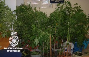 Plantación de marihuana decomisada en el Marítimo/cnp