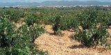 Viñedos en Requena. Vino de la Comunitat Valenciana