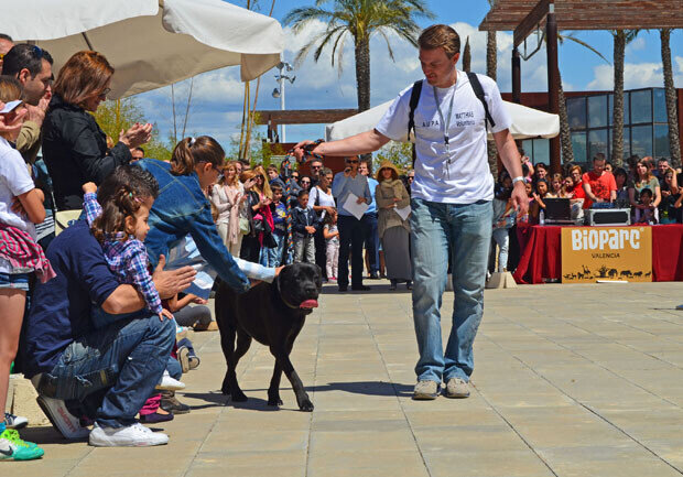 Bioparc Valencia - 2º desfile solidario de perros abandonados organizado por AUPA