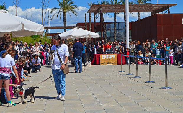 Bioparc Valencia - 2º desfile solidario de perros abandonados organizado por AUPA