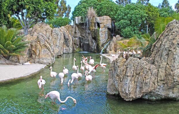 Primavera 2013 - flamencos en Bioparc