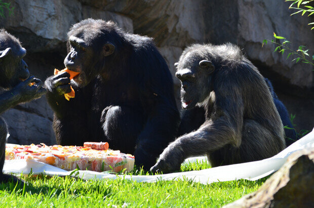 Compartiendo la tarta en Bioparc. Compartiendo la tarta en Bioparc.