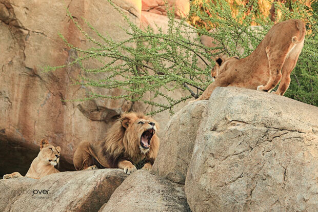 Familia de leones