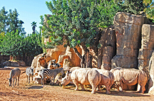 Rinocerontes y cebras en la Sabana de BIOPARC Valencia