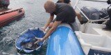 Suelta de cuatro ejemplares de raya en el mar