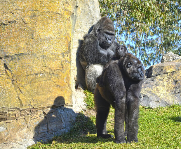 Diciembre-2013-en-Bioparc-Valencia---Mambie,-Ali-y-ebo---familia-de-gorilas