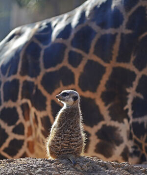 Diciembre-2013-en-Bioparc-Valencia---Suricata-con-fondo-de-jirafa