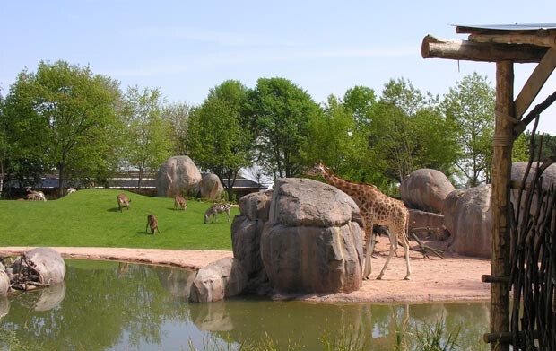 Serengeti_ZoomTorino
