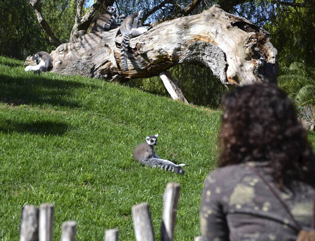Cara a cara con los animales salvajes - wild animals face to face - Bioparc Valencia 2014