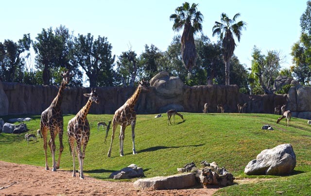 Jirafas en la Sabana de Bioparc Valencia - Julius y Bulería recorriendo la pradera - 2014