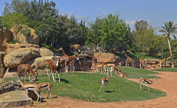 Primavera 2014 en la Sabana africana de Bioparc Valencia