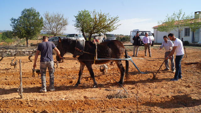 labranza-antigua-vitivinicola-01
