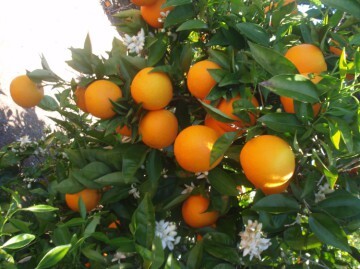 naranjas-valencia