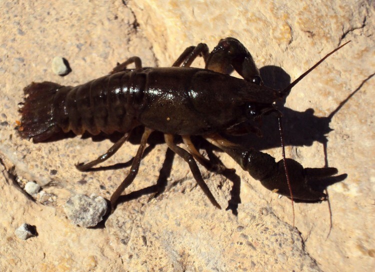 Austropotamobius pallipes (Cangrejo de río europeo)