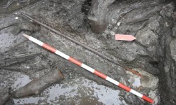 Arco de madera de tejo encontrado en el yacimiento de La Draga (Girona).