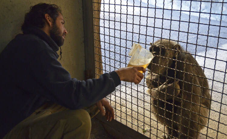 Cuidador de primate dando un caldito caliente a un chimpancé desde la instalación interior - Bioparc Valencia