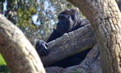 La gorila Nalani descubriendo el bosque ecuatorial de Bioparc Valencia - marzo 2015 (2)