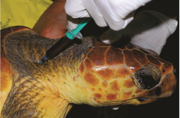 tortuga_imagelarge