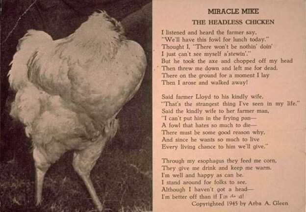 Mike, la historia del pollo que vivió un año y medio sin cabeza (3)