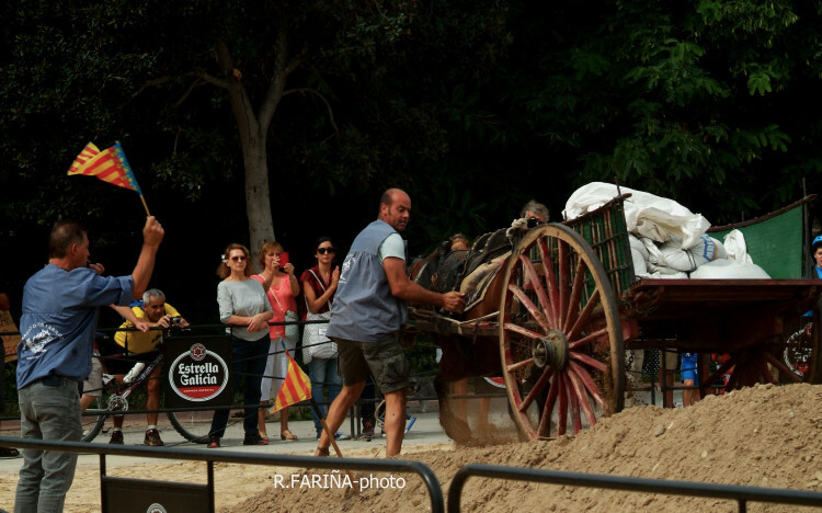 Primeras jornadas del XI Concurso de Tiro y Arrastre Ciudad de Valencia (12)