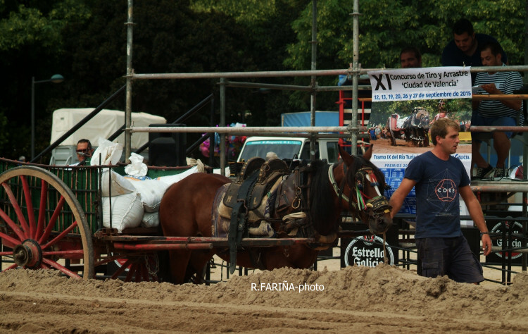 Primeras jornadas del XI Concurso de Tiro y Arrastre Ciudad de Valencia (13)