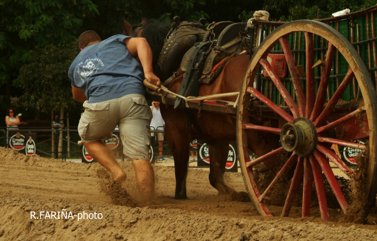 Primeras jornadas del XI Concurso de Tiro y Arrastre Ciudad de Valencia (16)