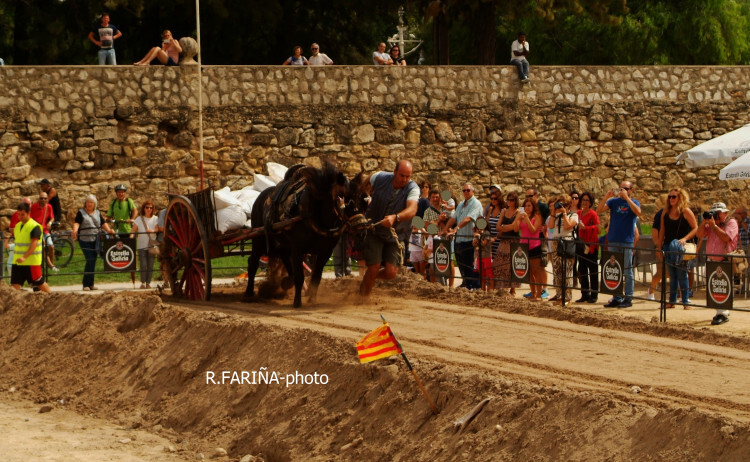 Primeras jornadas del XI Concurso de Tiro y Arrastre Ciudad de Valencia (19)
