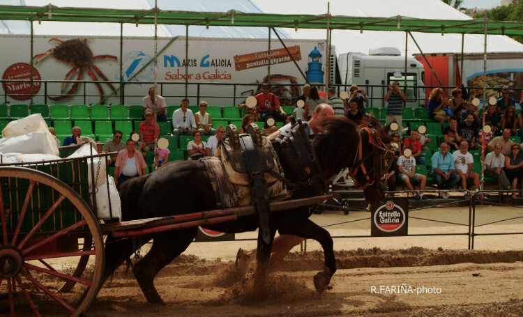 Primeras jornadas del XI Concurso de Tiro y Arrastre Ciudad de Valencia (20)