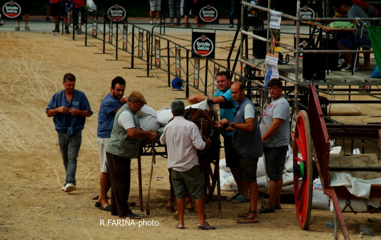 Primeras jornadas del XI Concurso de Tiro y Arrastre Ciudad de Valencia (4)