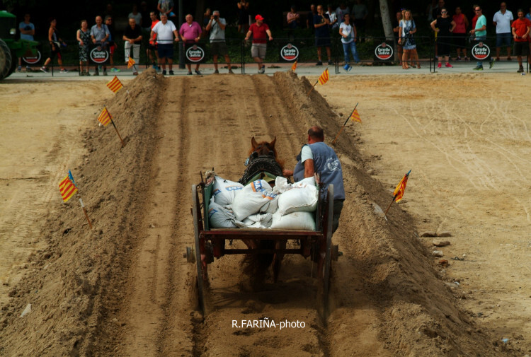 Primeras jornadas del XI Concurso de Tiro y Arrastre Ciudad de Valencia (5)
