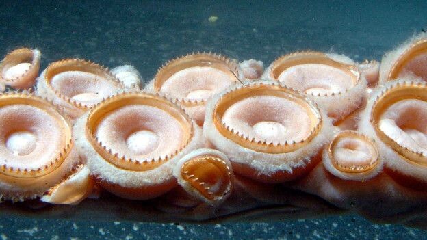 El material se genera cuando trozos indigeribles de los calamares pasan al intestino y estómago del cachalote.