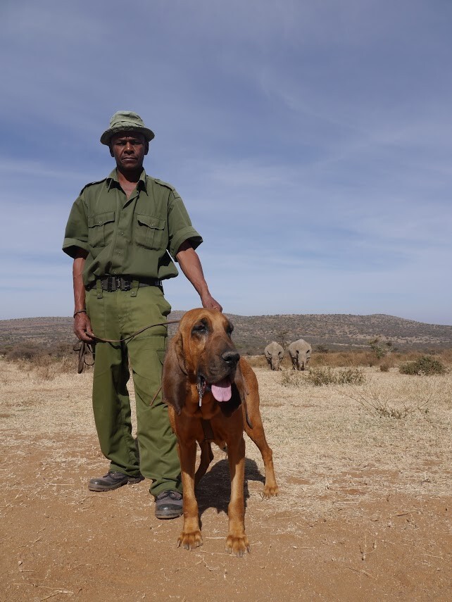 Brigada Nyota, en Ol Jogi (Kenia) con rhinos