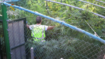 Doce detenidos tras la incautación de 87 kilos de marihuana en Godelleta, Chiva y Turís guardia civil (3)