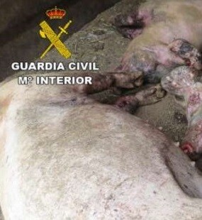 La guardia Civil frustó la huída del supuesto autor de los hechos.
