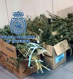 Plantas de marihuana interceptadas por la policía.