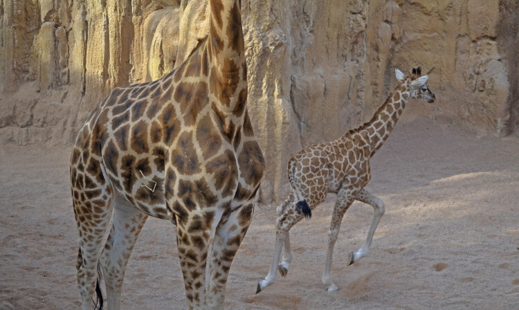 CRÍA DE JIRAFA - 5 semanas de vida - BIOPARC Valencia (2)