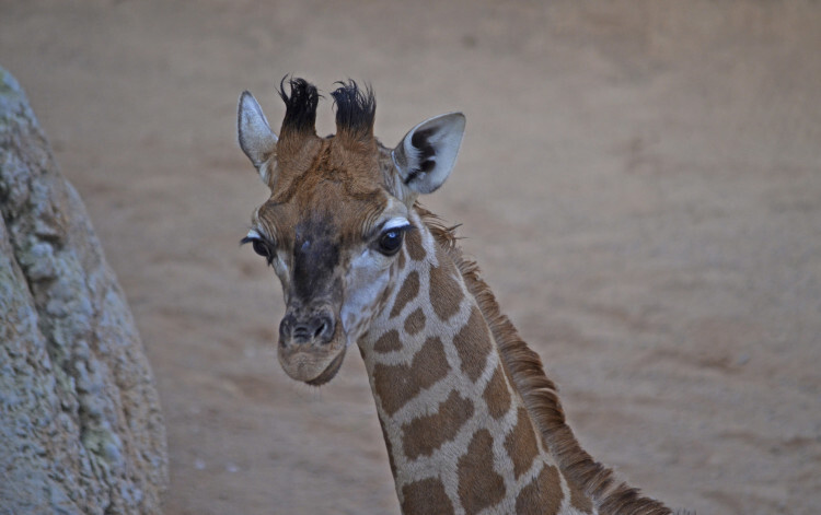 CRÍA DE JIRAFA - 5 semanas de vida - BIOPARC Valencia
