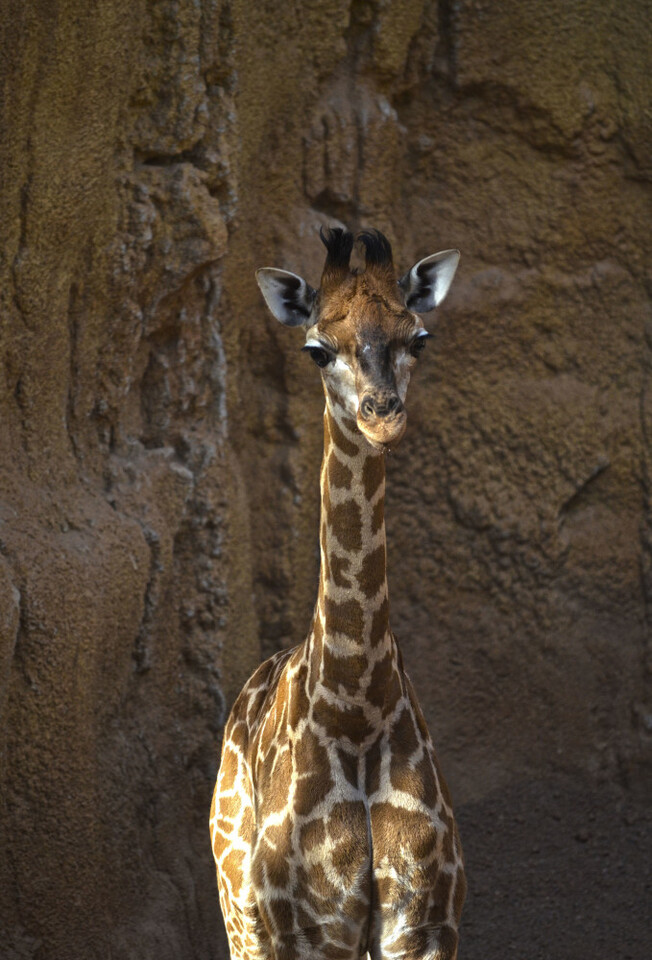 Detalle de la CRÍA DE JIRAFA - 5 semanas de vida - BIOPARC Valencia (3)