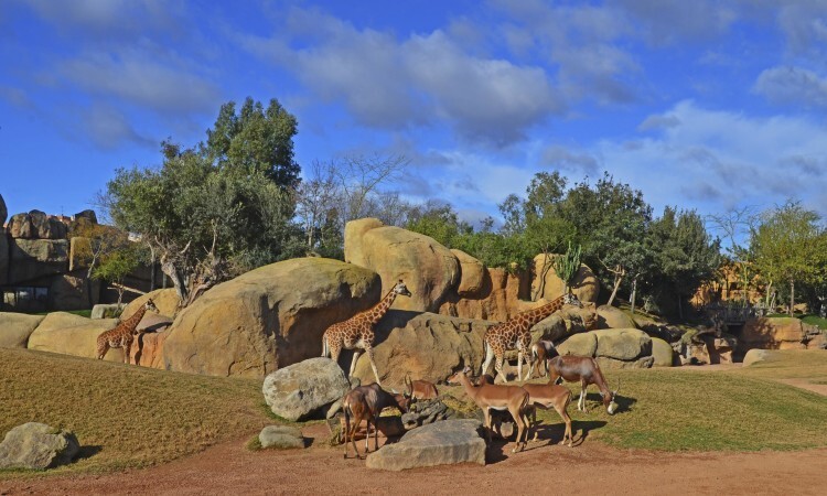 Febrero 2016 en la Sabana valenciana - BIOPARC