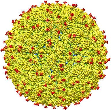 Desvelan-la-estructura-del-virus-del-Zika_image_380