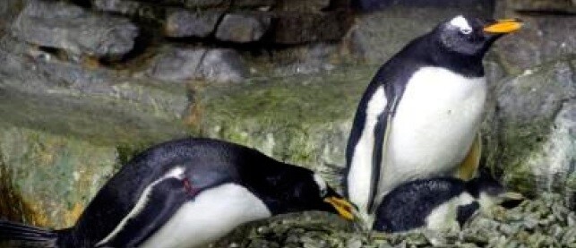 La incubación de los huevos suele durar de 36 a 41 días y las labores son compartidas tanto por el macho como por la hembra.