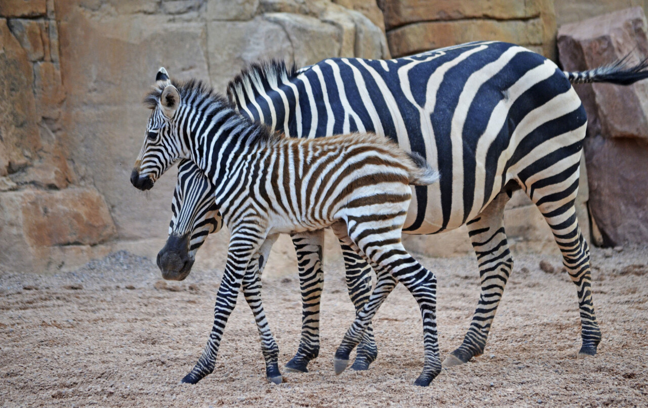 3 cría de cebra nacida en BIOPARC Valencia este año - agosto 2016 (11)