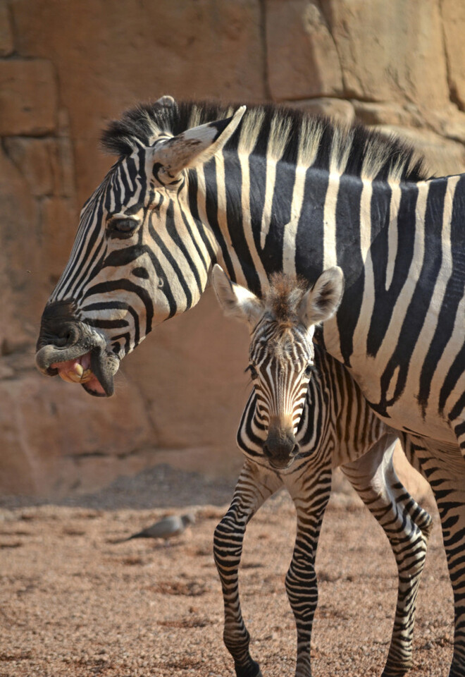 3 cría de cebra nacida en BIOPARC Valencia este año - agosto 2016