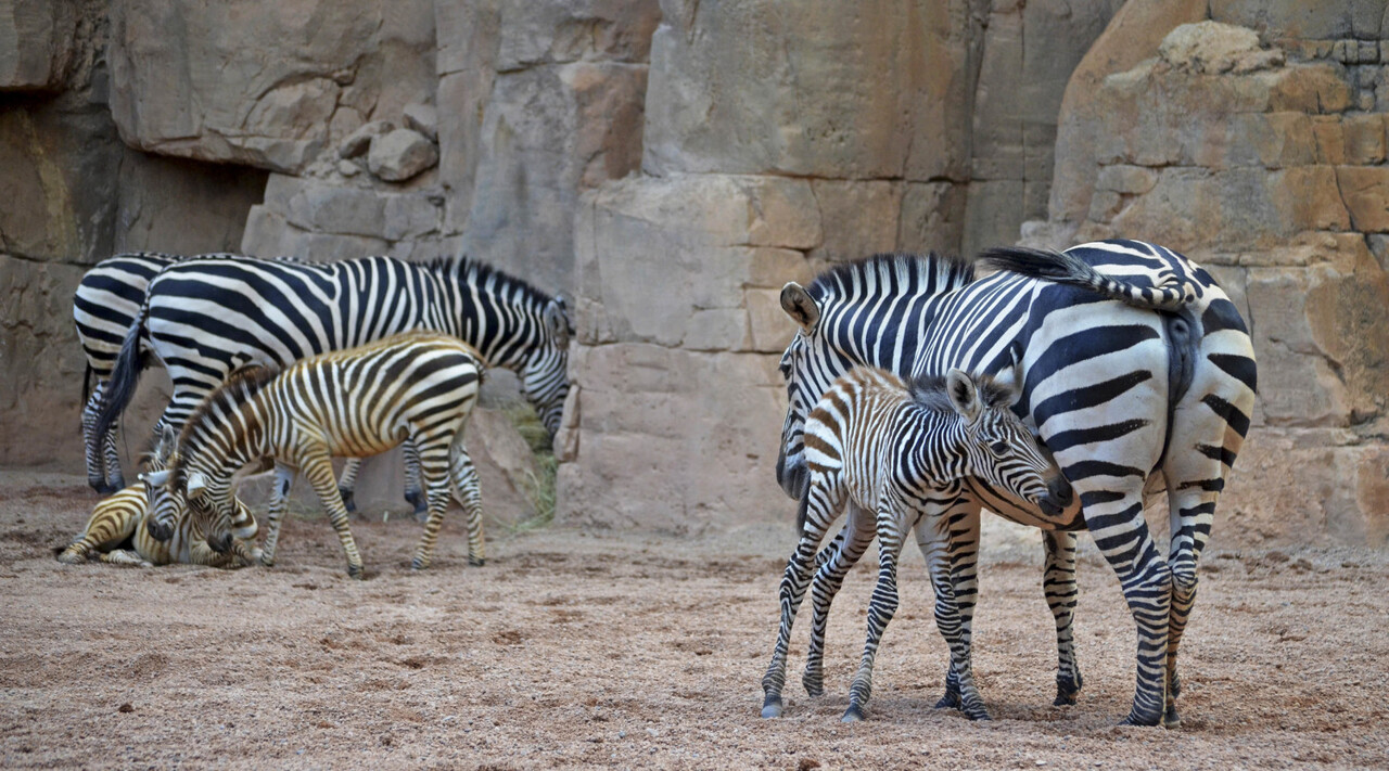 3 crías de cebra nacidas este año en BIOPARC Valencia 2016 (2)