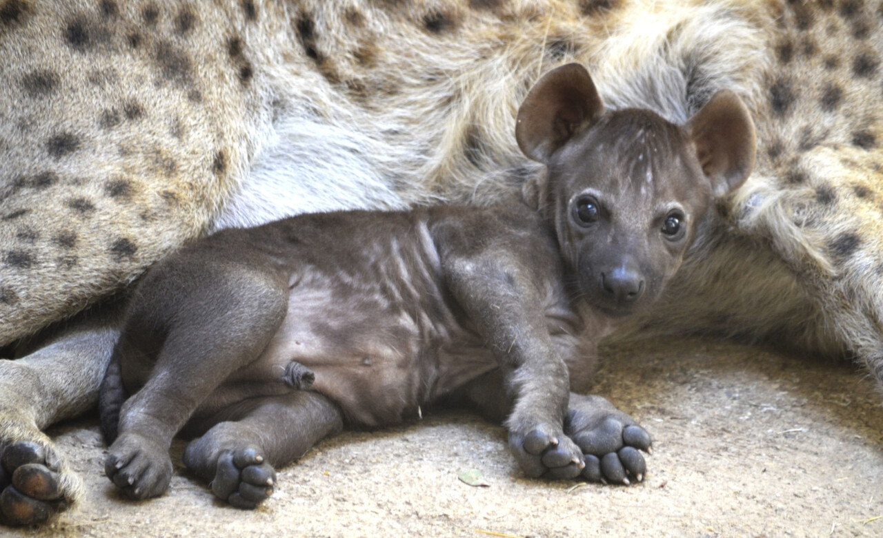 Cachorro de hiena con 8 semanas de vida junto a su madre - cobijo interior de BIOPARC Valencia
