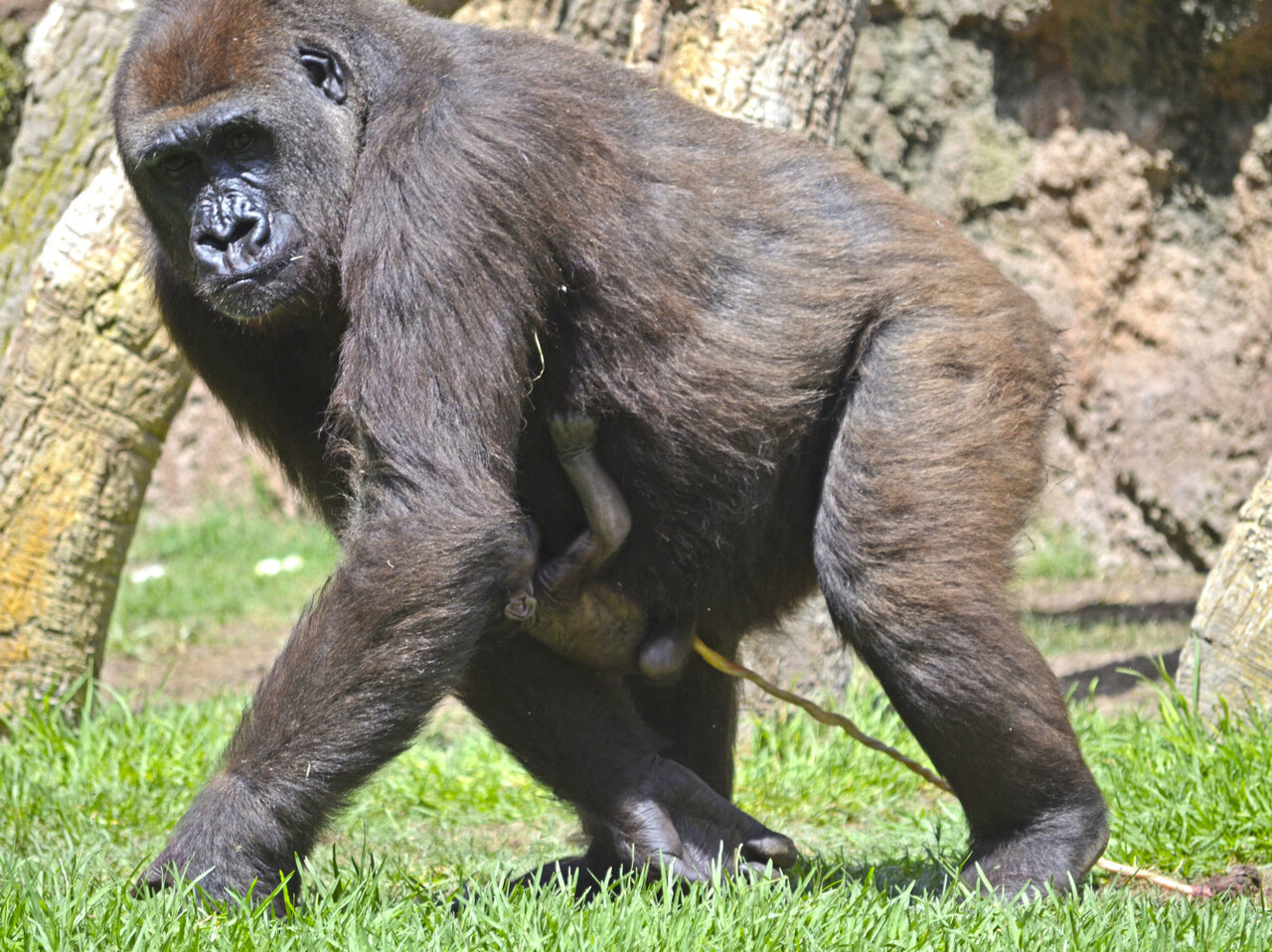 Gorila recién nacido en BIOPARC Valencia - 17 agosto 2016 (4)