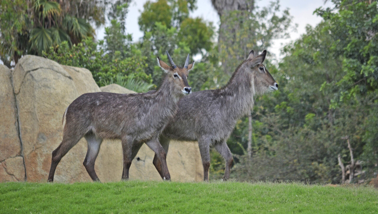Los kobos Chanel y Jaiv - sabana africana de BIOPARC - 2016